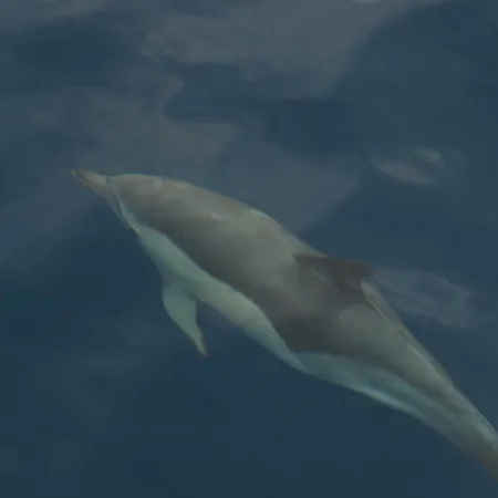 Hébergement de vacances In Oasis Tropicale Corralejo